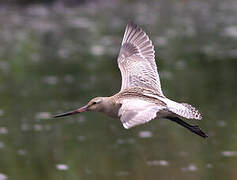 Bar-tailed Godwit