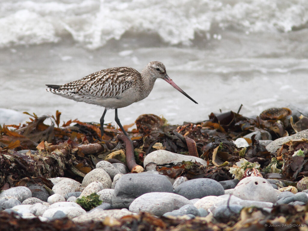 Bar-tailed Godwitadult post breeding, identification