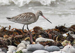 Bar-tailed Godwit