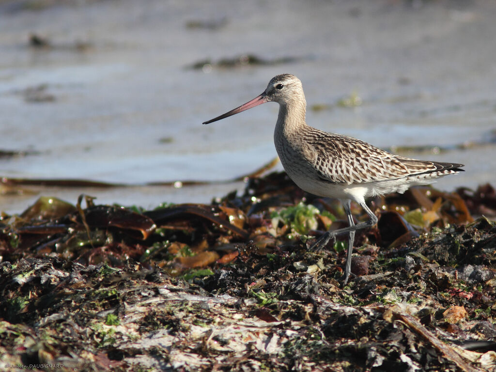 Bar-tailed Godwit, identification