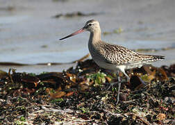 Bar-tailed Godwit