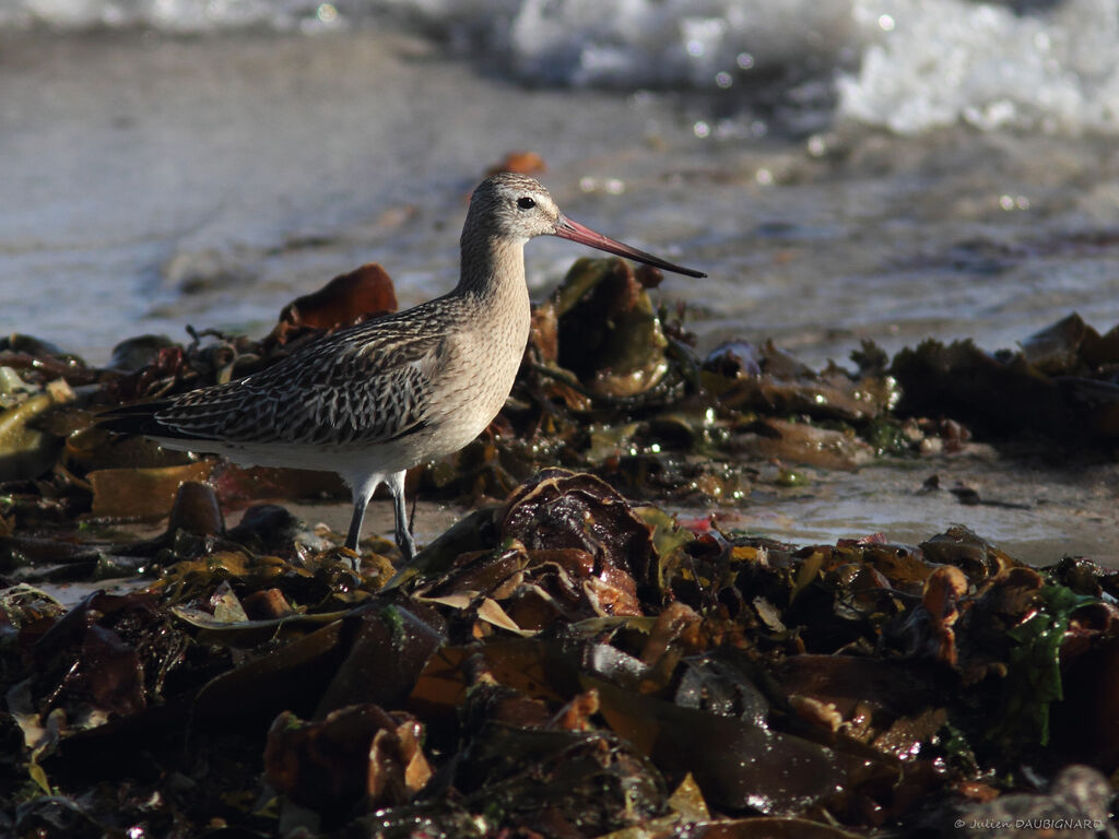 Bar-tailed Godwit, identification