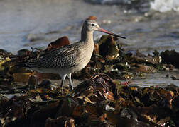 Bar-tailed Godwit