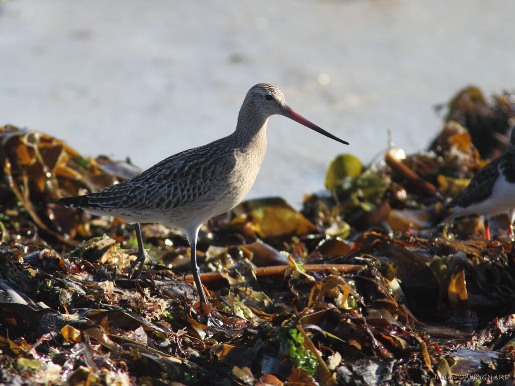 Bar-tailed Godwit, identification