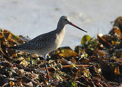 Bar-tailed Godwit