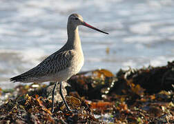 Bar-tailed Godwit