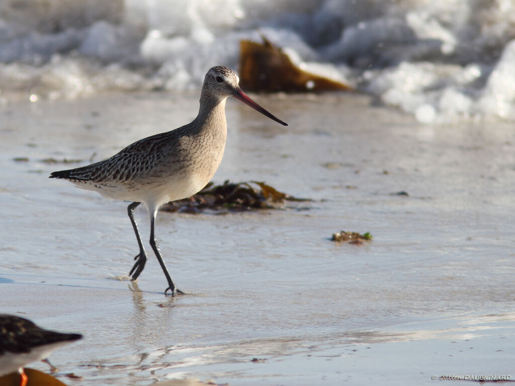 Bar-tailed Godwit, identification