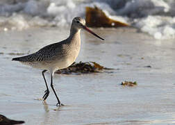 Bar-tailed Godwit