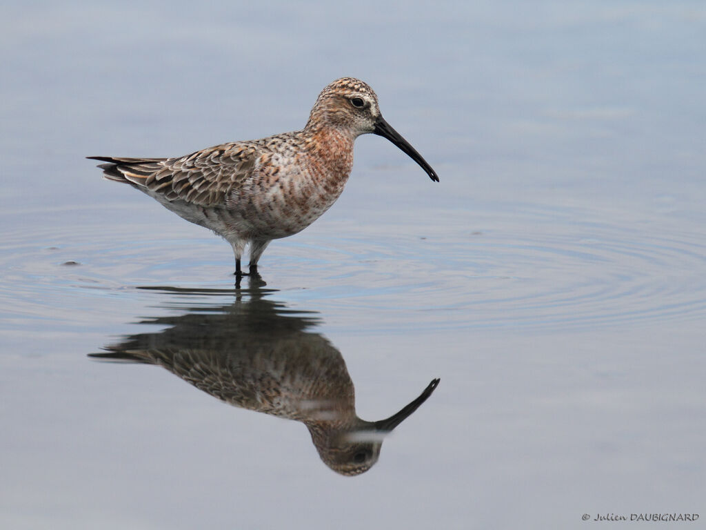 Curlew Sandpiper, identification