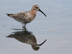 Curlew Sandpiper