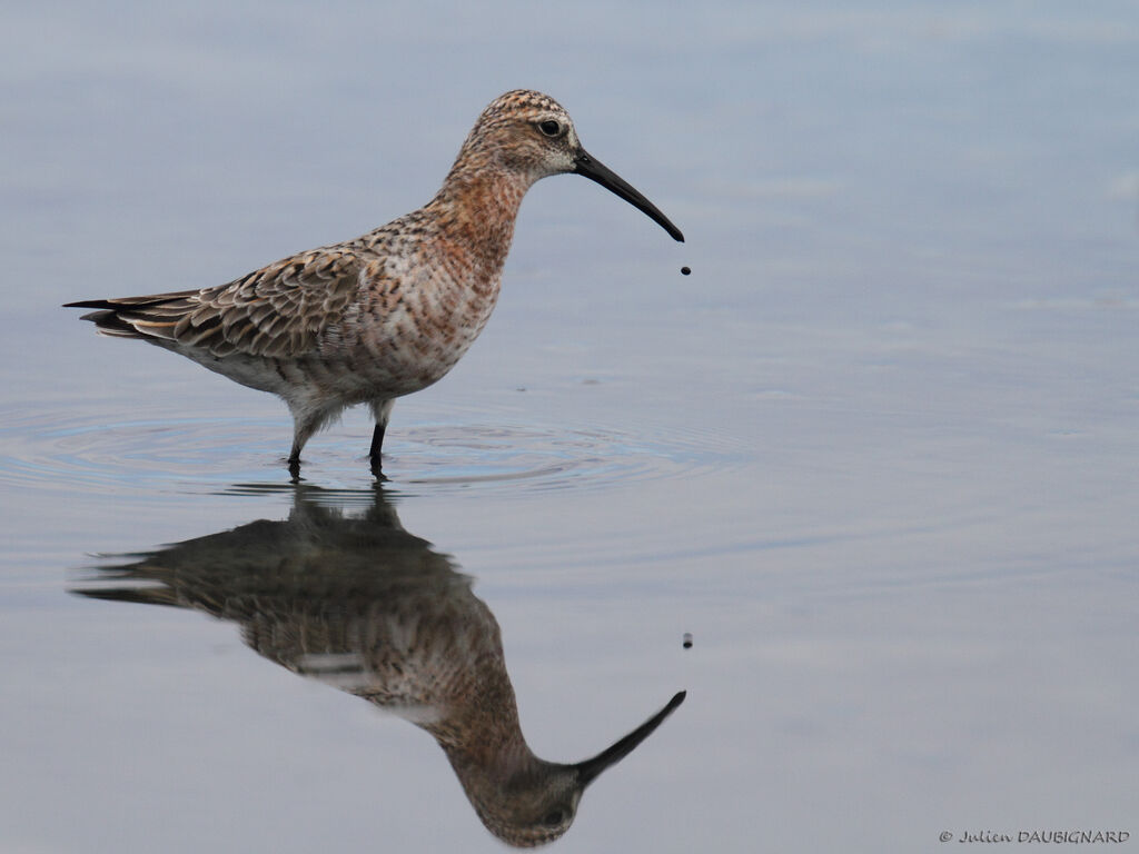 Curlew Sandpiper, identification