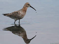 Curlew Sandpiper