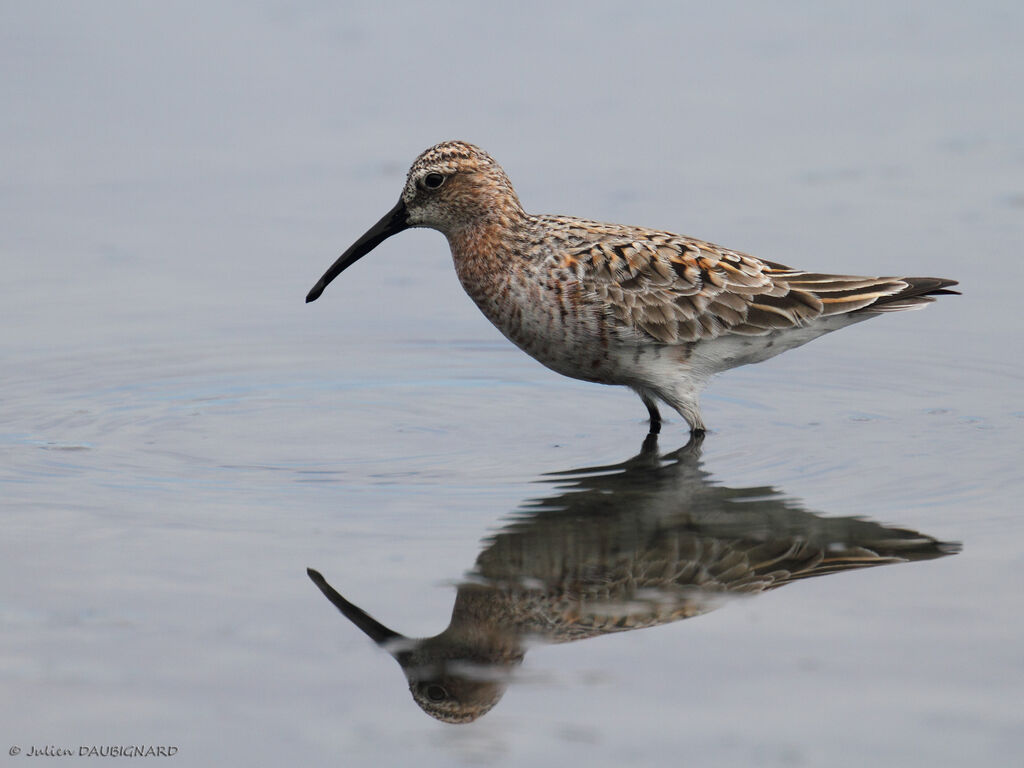 Curlew Sandpiper, identification