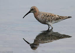 Curlew Sandpiper