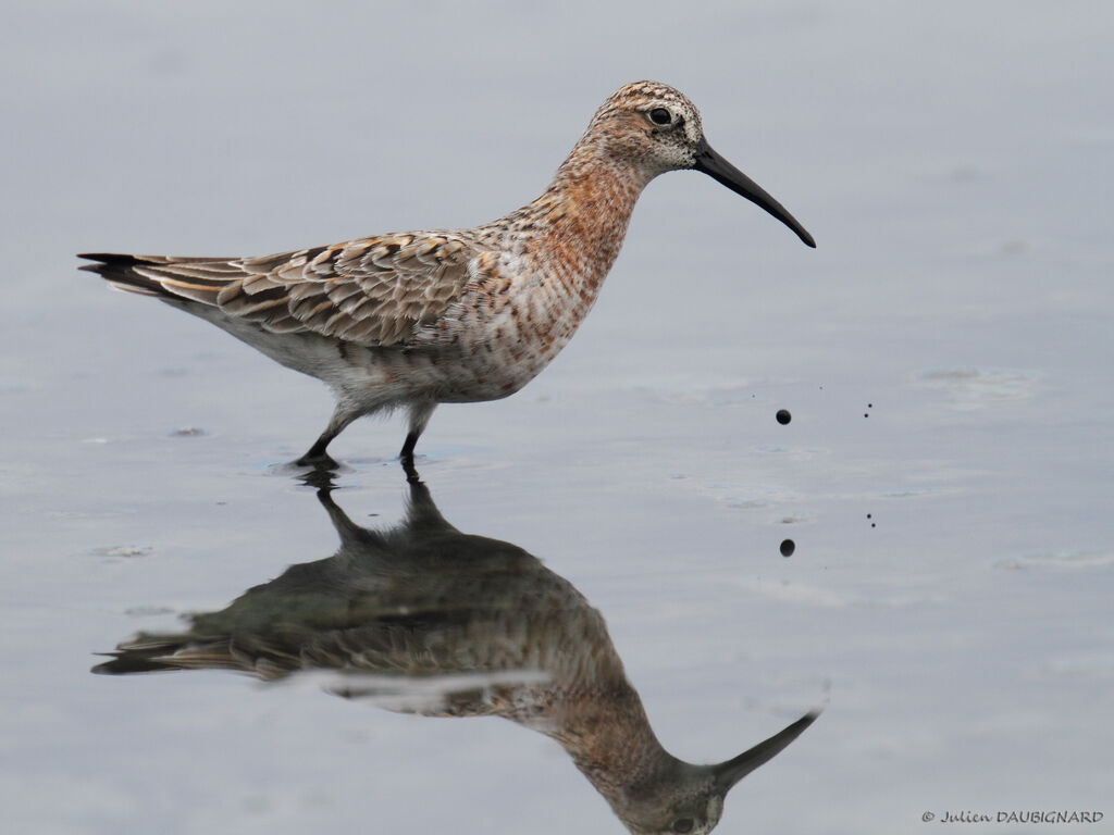 Curlew Sandpiper, identification