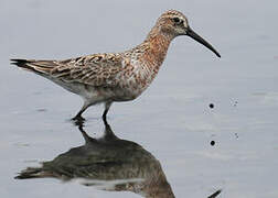 Curlew Sandpiper