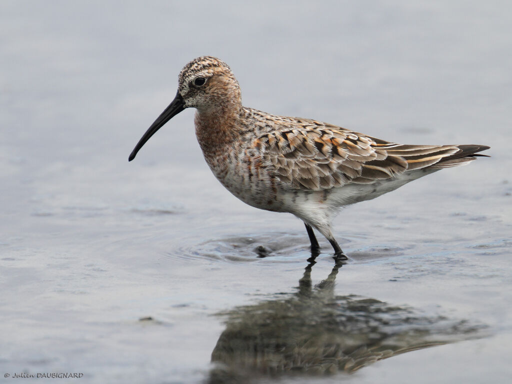 Curlew Sandpiper, identification