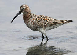 Curlew Sandpiper