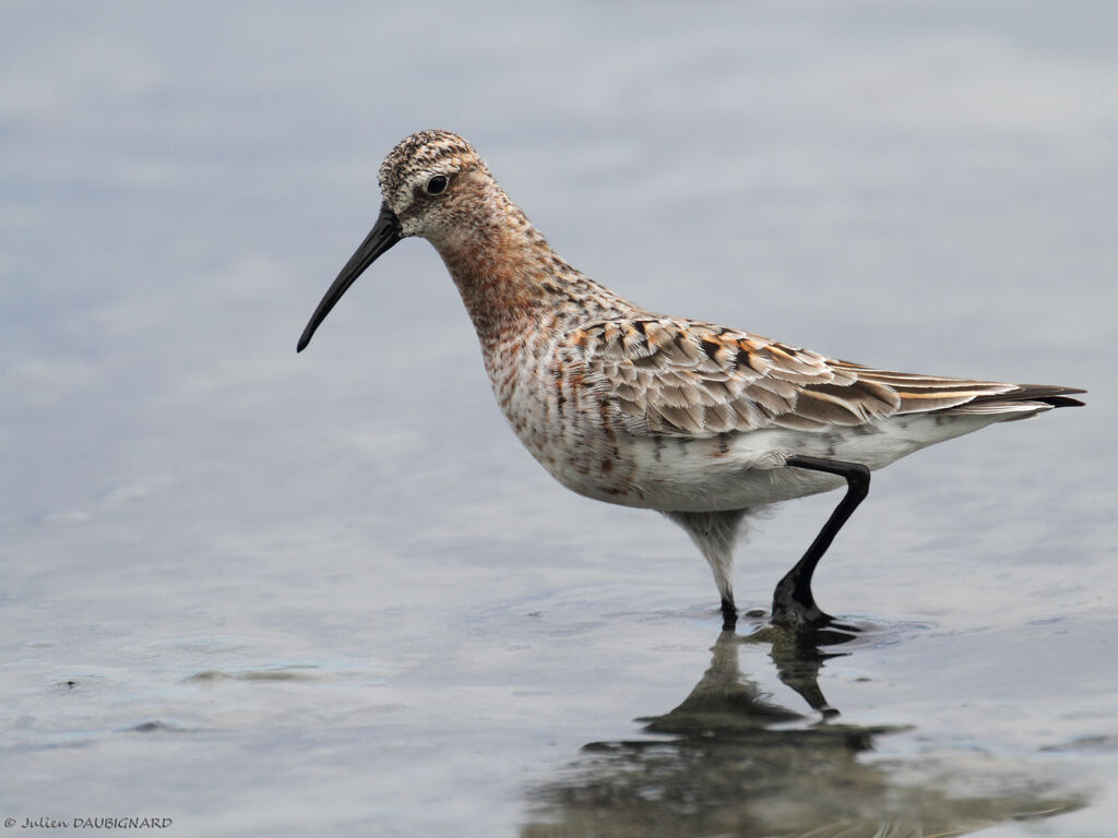 Curlew Sandpiper, identification