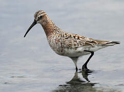 Curlew Sandpiper