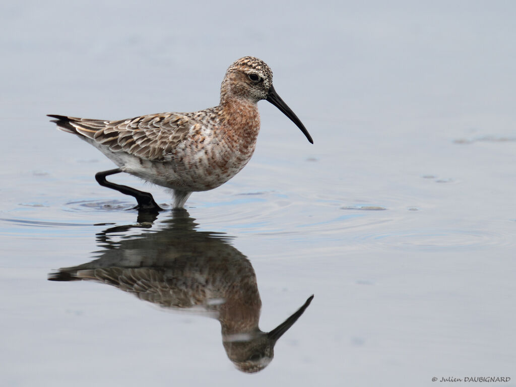 Curlew Sandpiper, identification