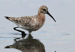 Curlew Sandpiper