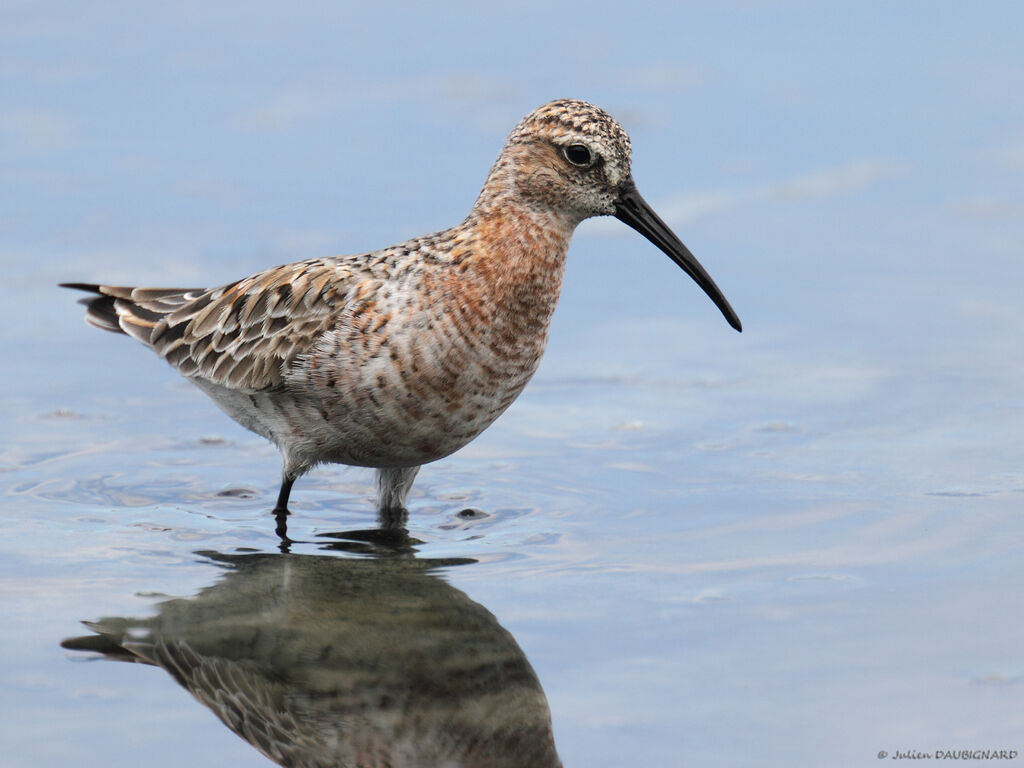 Bécasseau cocorli, identification