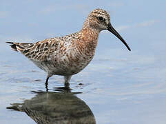 Curlew Sandpiper