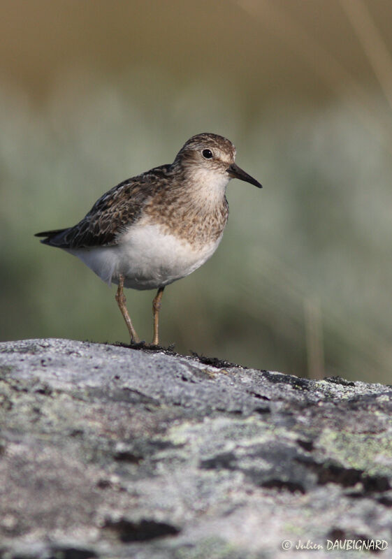 Bécasseau de Temminckadulte nuptial, identification