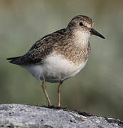 Temminck's Stint