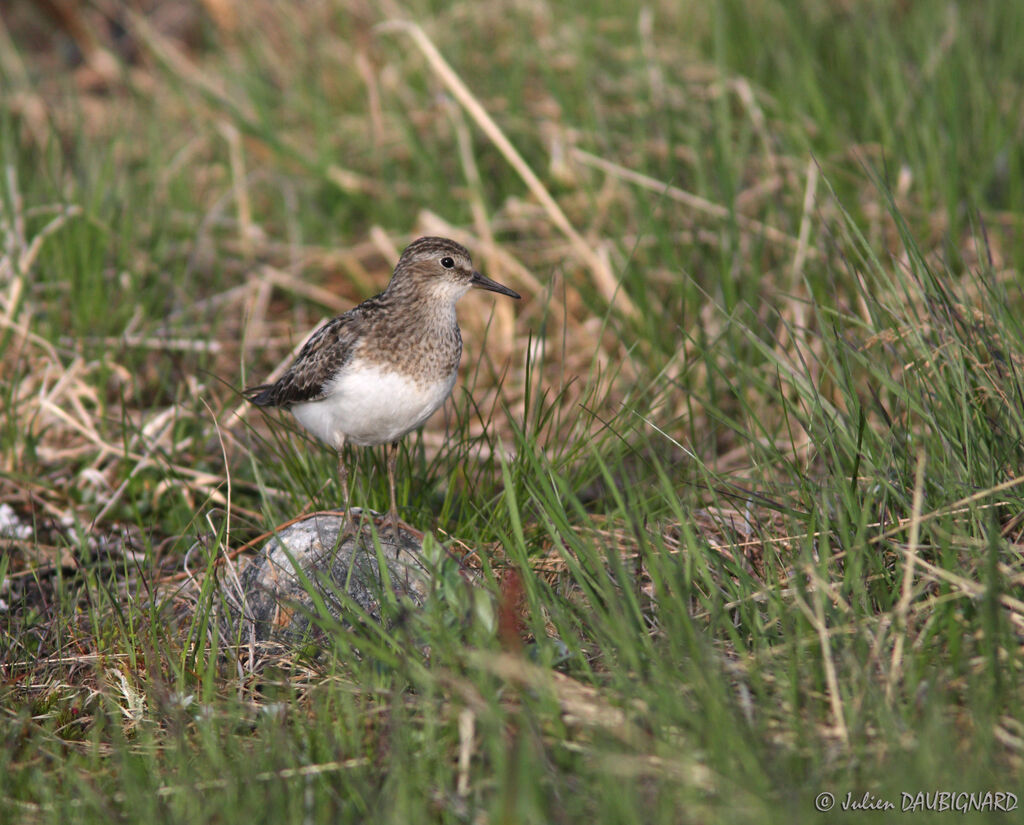 Bécasseau de Temminckadulte nuptial, identification