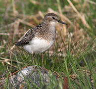 Temminck's Stint