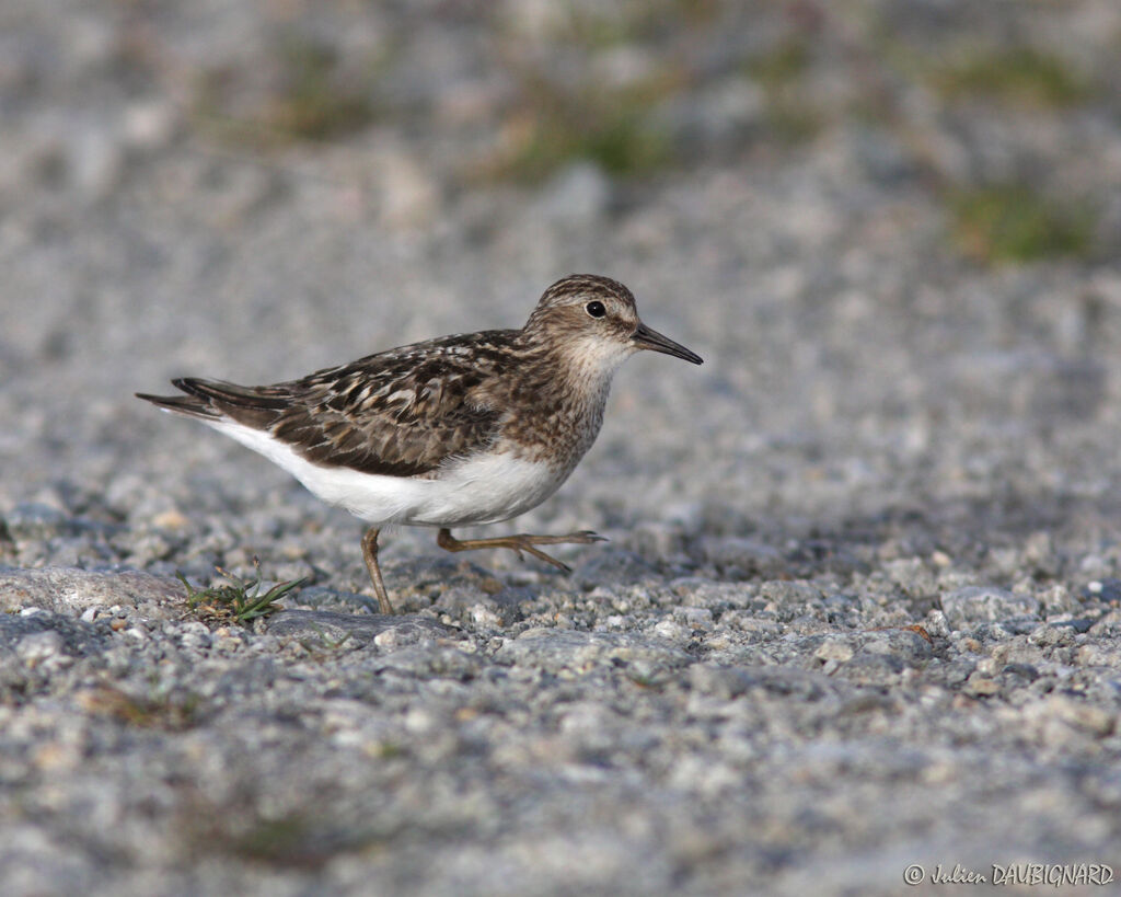 Bécasseau de Temminckadulte nuptial, identification