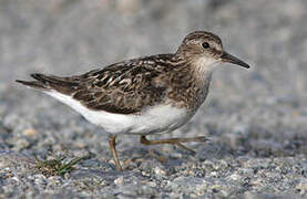 Temminck's Stint