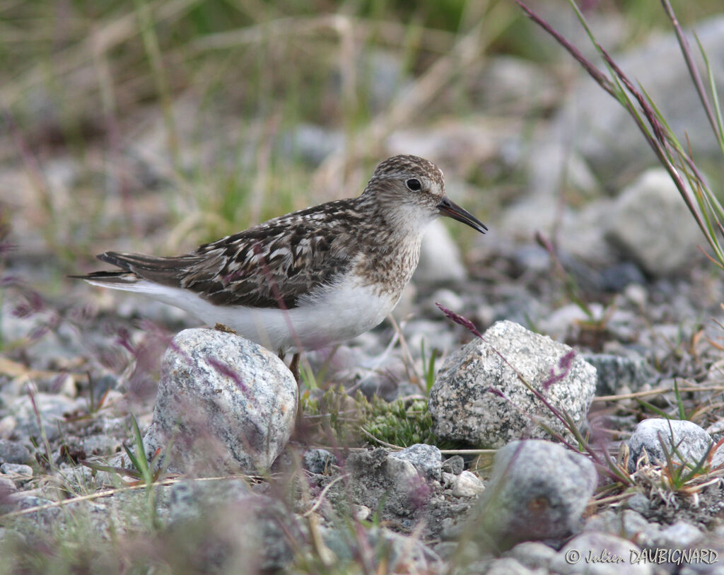 Bécasseau de Temminckadulte nuptial, identification