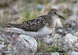 Temminck's Stint