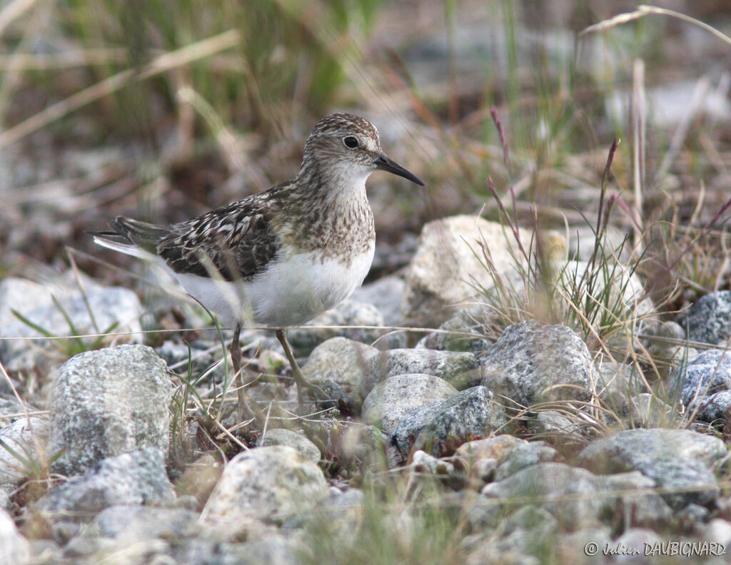 Temminck's Stintadult breeding, identification