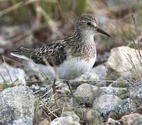 Temminck's Stint