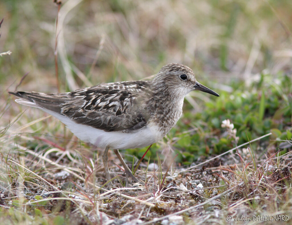 Bécasseau de Temminckadulte nuptial, identification