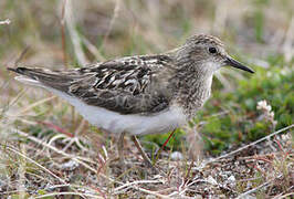 Temminck's Stint