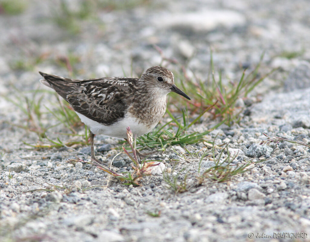 Temminck's Stintadult breeding, identification