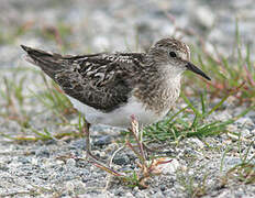 Temminck's Stint