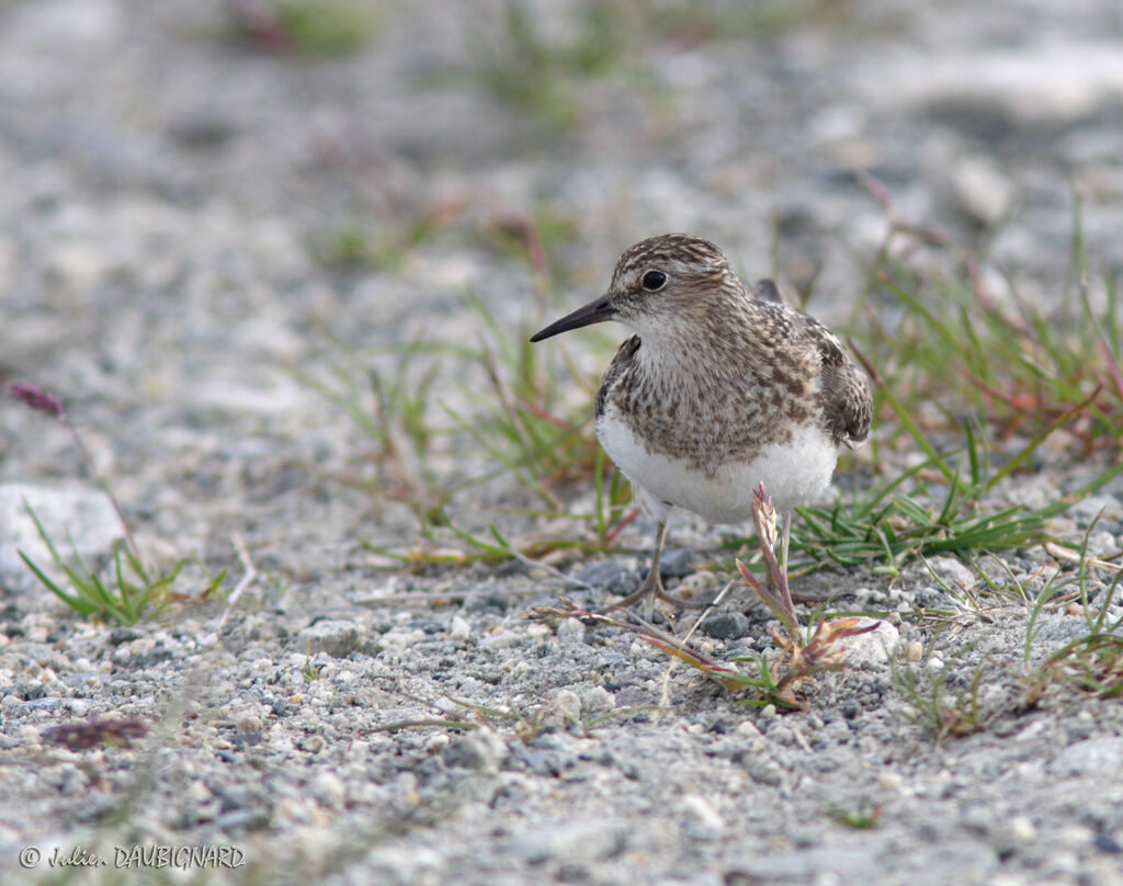 Temminck's Stintadult breeding, identification