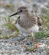 Temminck's Stint