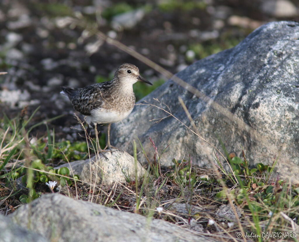 Bécasseau de Temminckadulte nuptial, identification