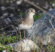 Temminck's Stint