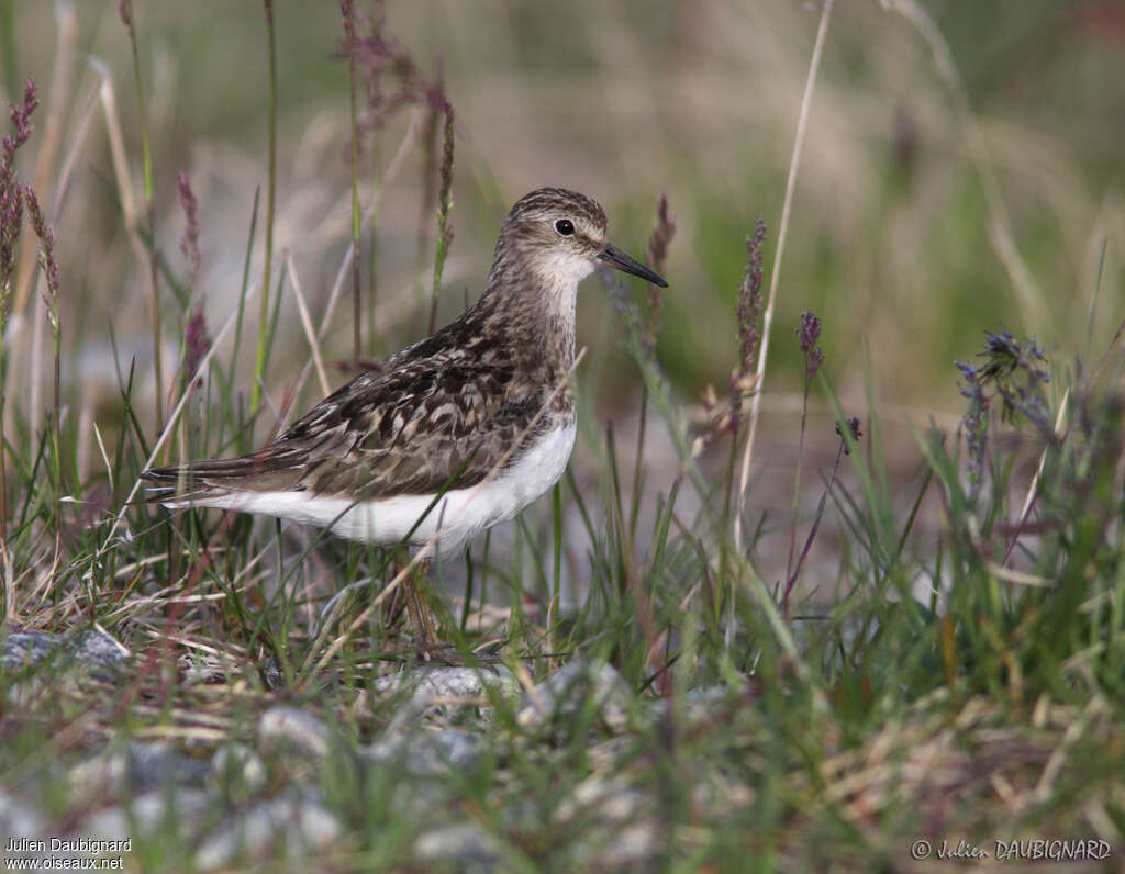 Bécasseau de Temminckadulte nuptial, identification