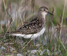 Temminck's Stint