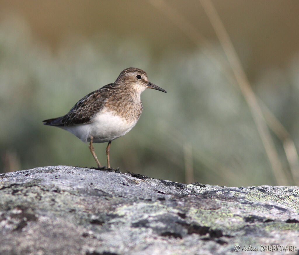 Temminck's Stintadult breeding, identification