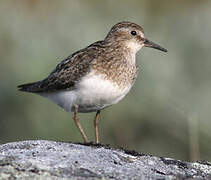 Temminck's Stint